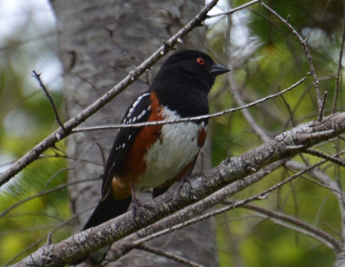 Spotted Towhee - ML458103151