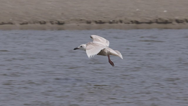 Glaucous-winged Gull - ML458103471