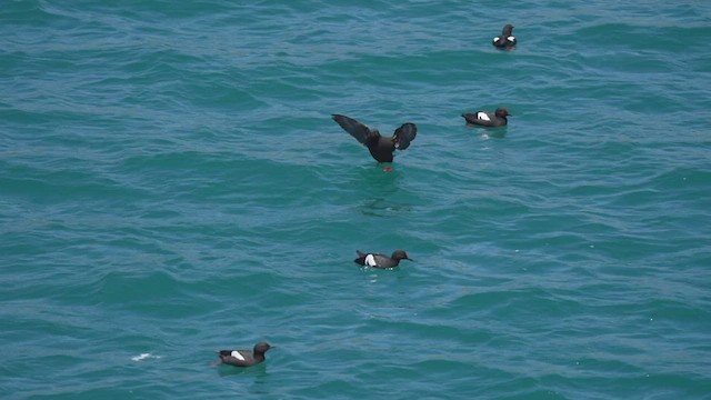 Pigeon Guillemot - ML458104031