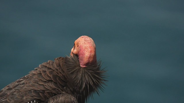 Cóndor Californiano - ML458104831