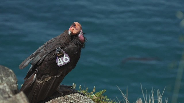 California Condor - ML458104931