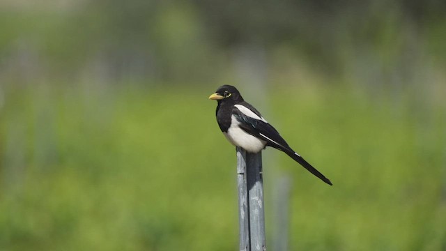 Yellow-billed Magpie - ML458105471