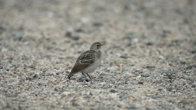 Horned Lark - ML458105991