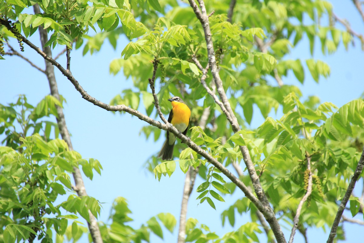 Yellow-breasted Chat - ML458106971