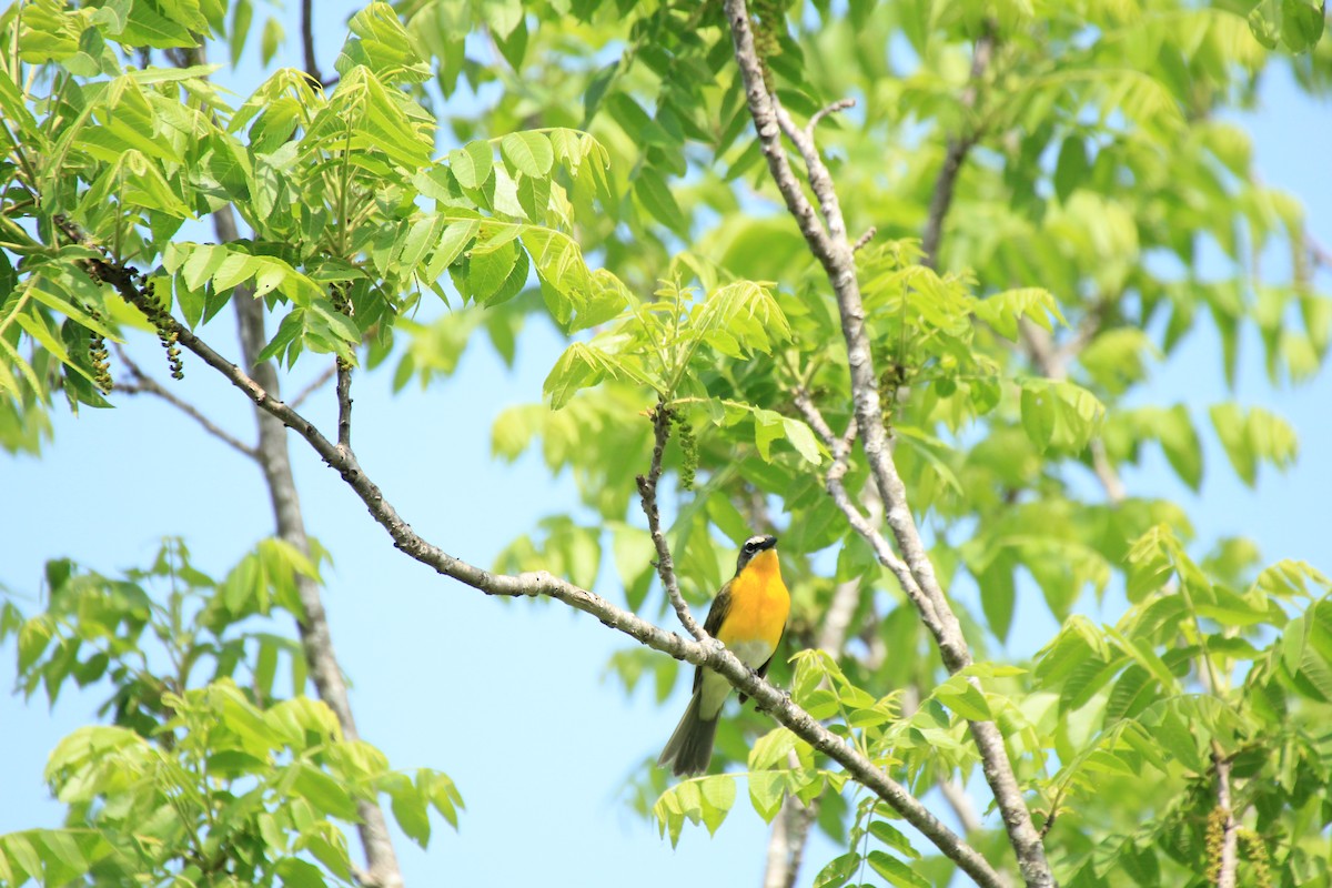 Yellow-breasted Chat - ML458106981