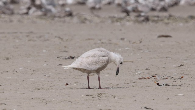 Glaucous-winged Gull - ML458107061