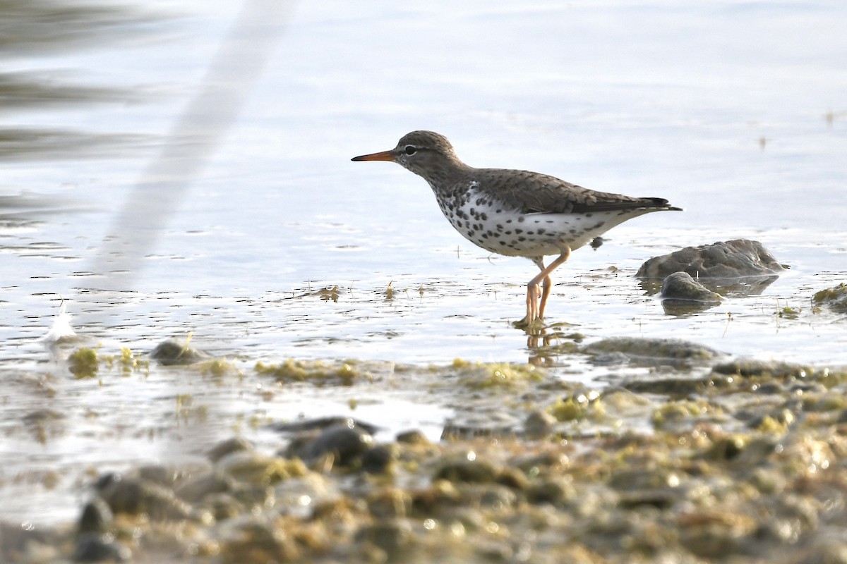 Spotted Sandpiper - Charles Shen
