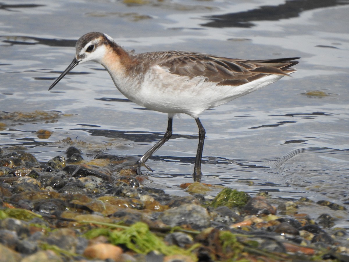 Wilson's Phalarope - Bev Agler