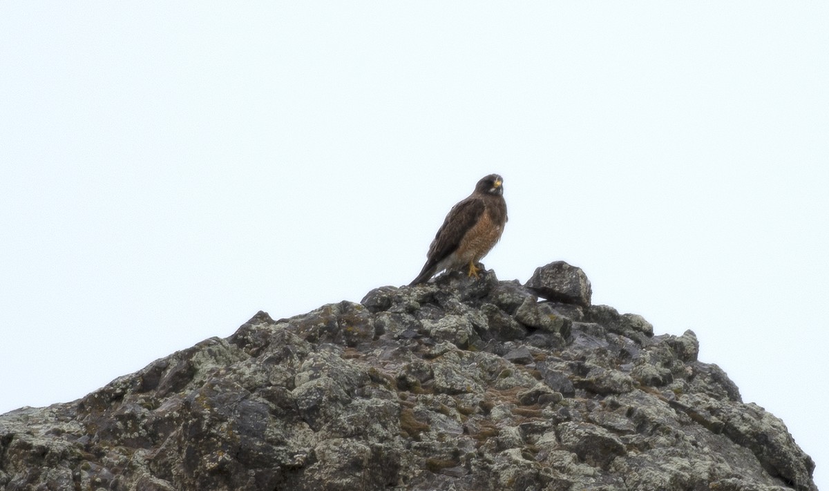 Swainson's Hawk - ML458107861