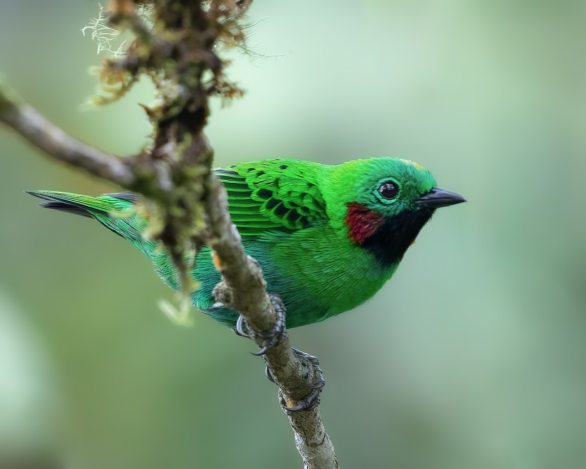 Orange-eared Tanager - ML458108031