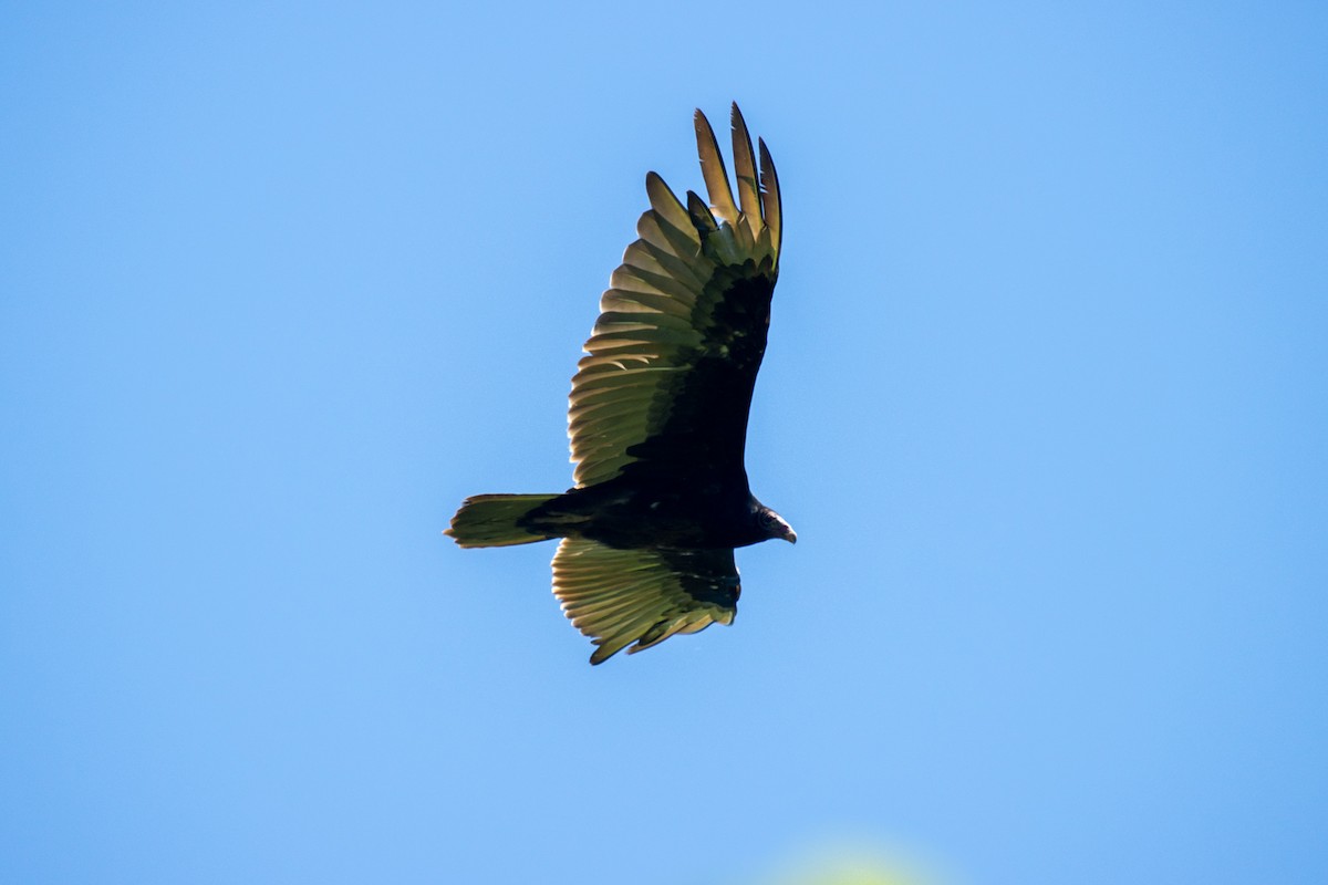 Turkey Vulture - ML458108121