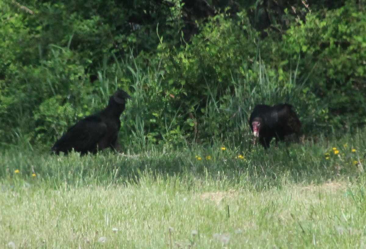 Black Vulture - Bob Heitzman