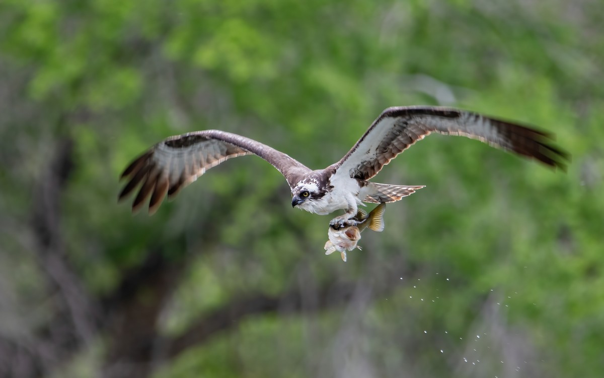 Osprey - ML458108741