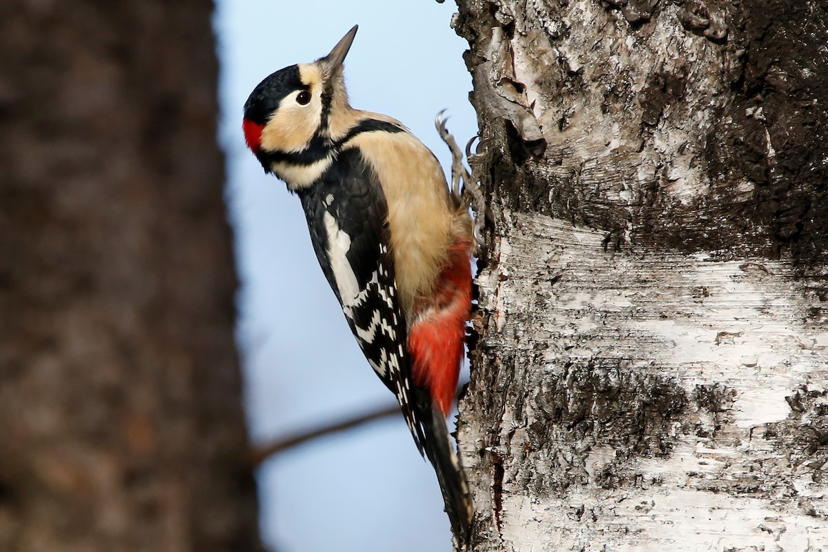 Great Spotted Woodpecker - Mikiya Oikawa