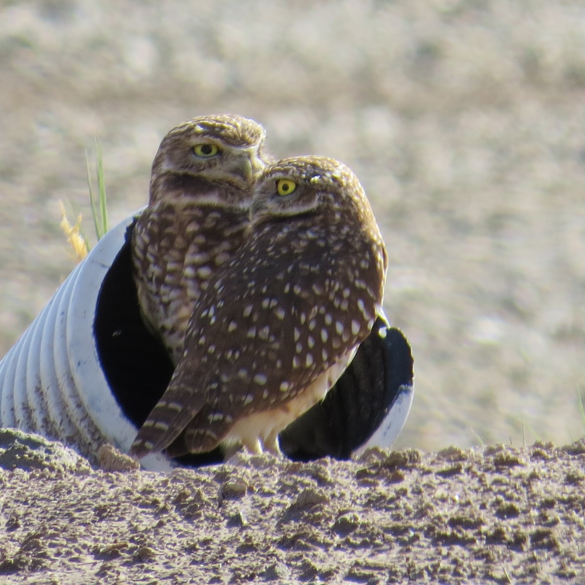 Burrowing Owl - Jeannette Bourgoin