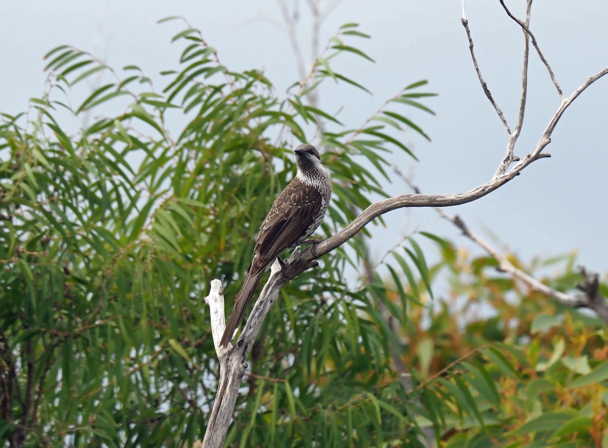 Western Wattlebird - ML458110371