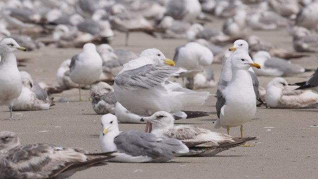 Glaucous-winged Gull - ML458110411