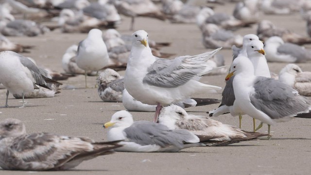 Glaucous-winged Gull - ML458110451