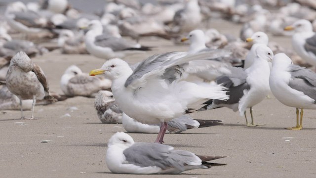 Glaucous-winged Gull - ML458110531