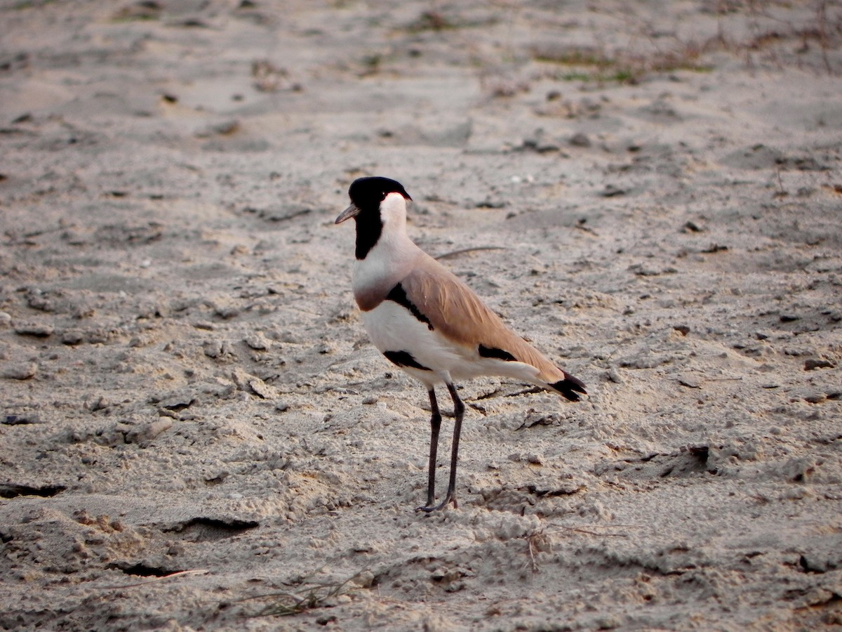 River Lapwing - David Bree