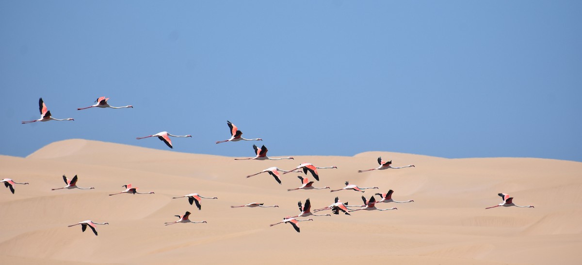 Greater Flamingo - Mehdi Sadak