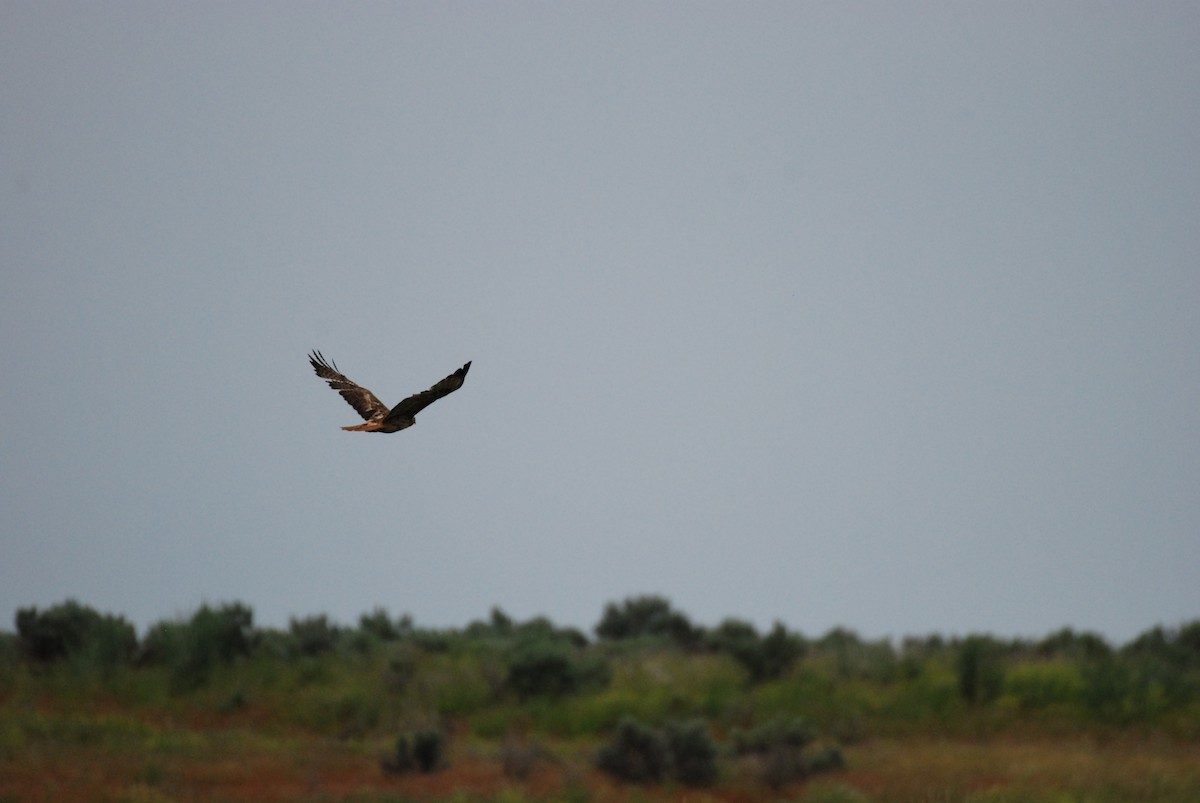 Red-tailed Hawk - Don Zones