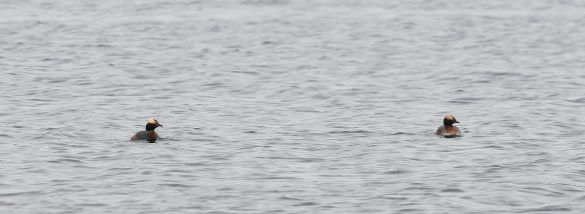 Horned Grebe - Steve Heinl