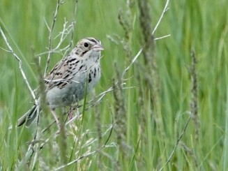 Baird's Sparrow - ML458115231