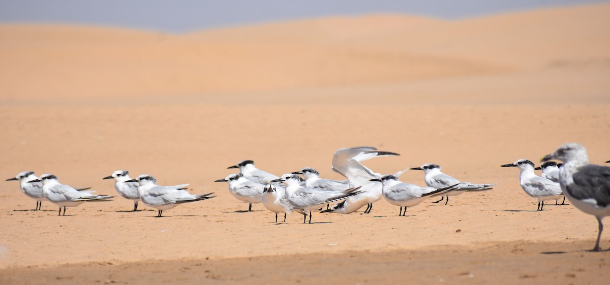 Sandwich Tern - ML458116411