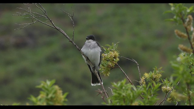 Eastern Kingbird - ML458117571