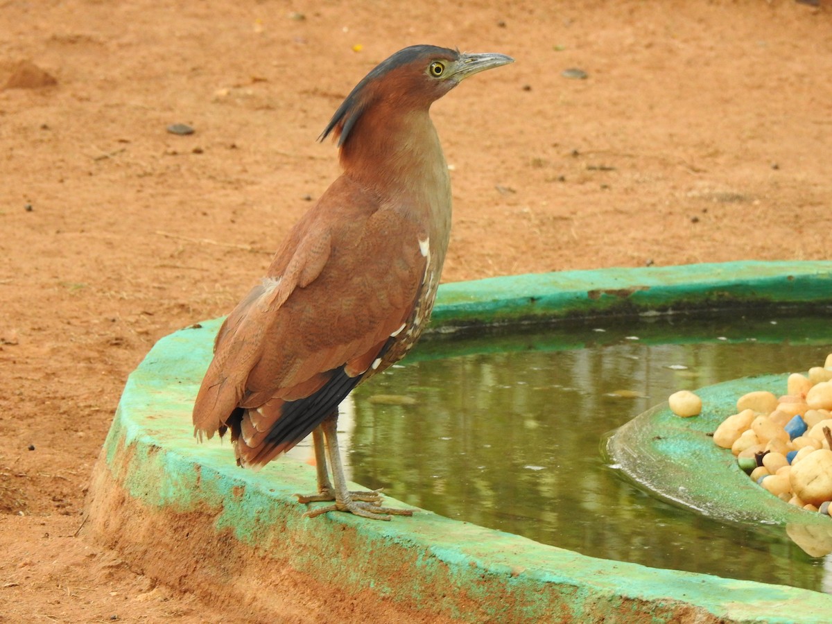 Malayan Night Heron - ML458118301