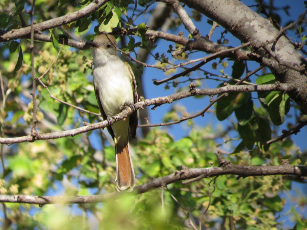 Ash-throated Flycatcher - ML45811851