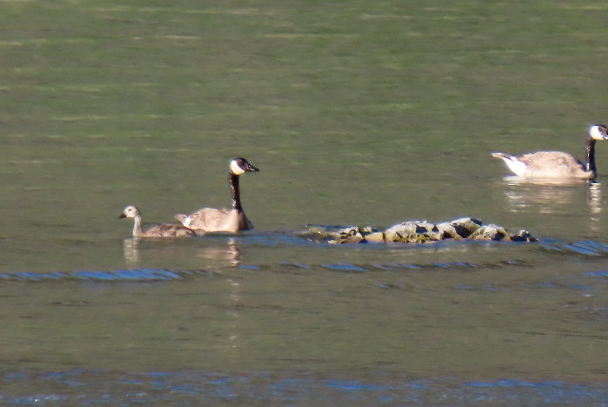 Canada Goose - ML458118741