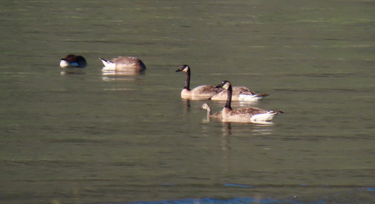 Canada Goose - ML458118751