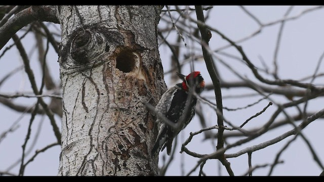 Red-naped Sapsucker - ML458119221