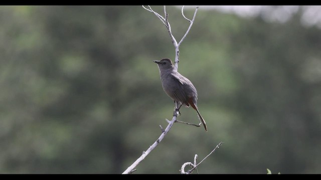 Gray Catbird - ML458119991