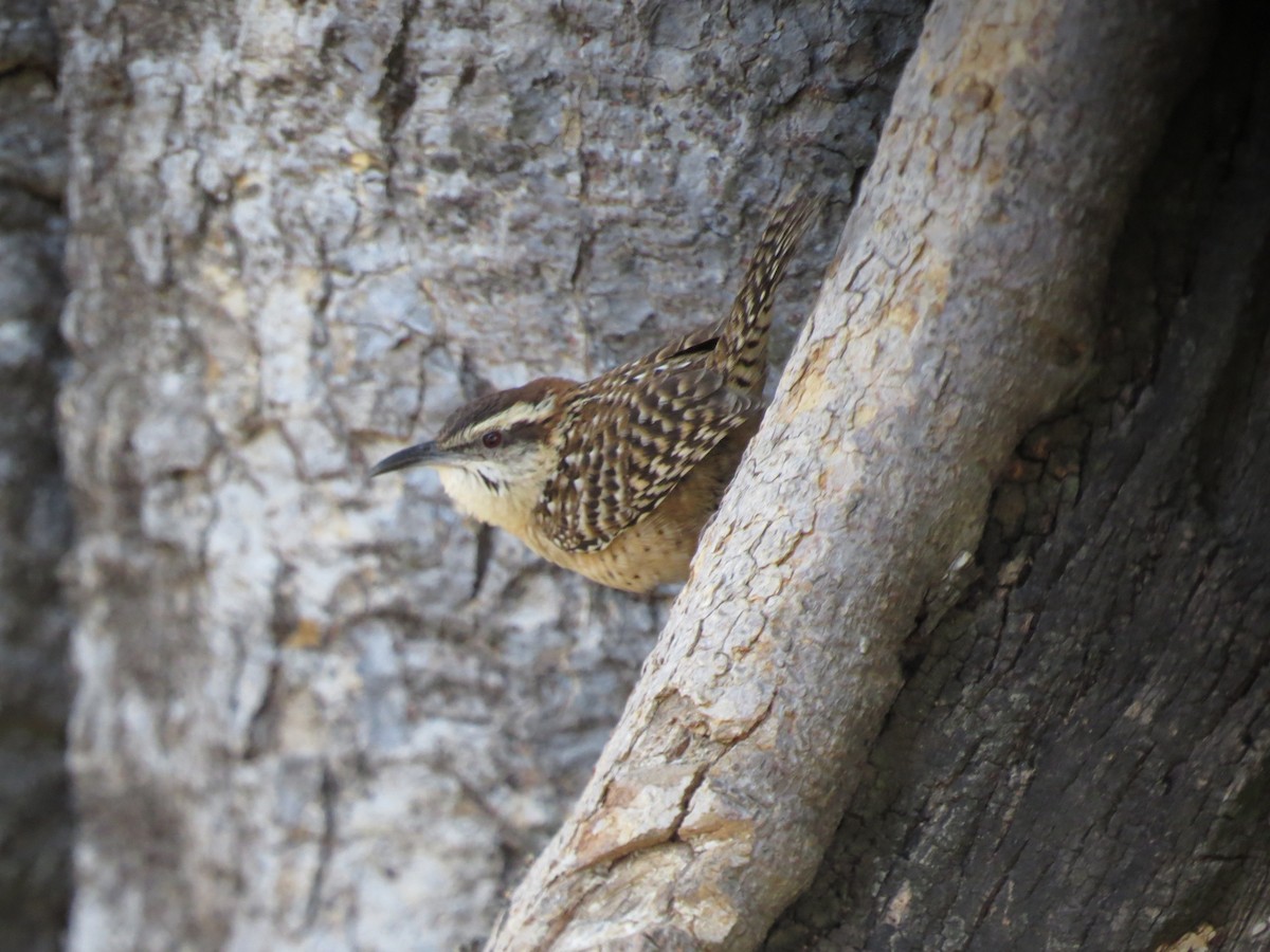 Spotted Wren - ML45812041