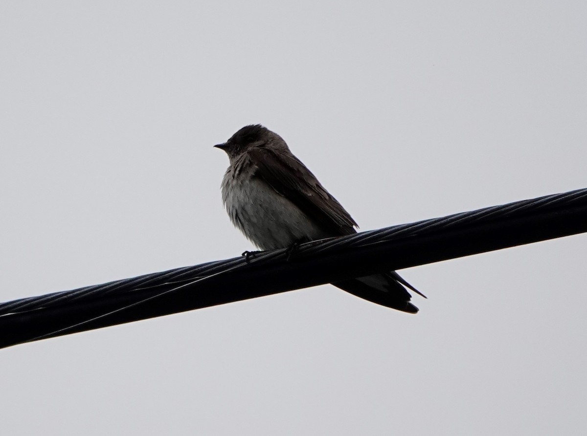 Hirondelle à ailes hérissées - ML458120571