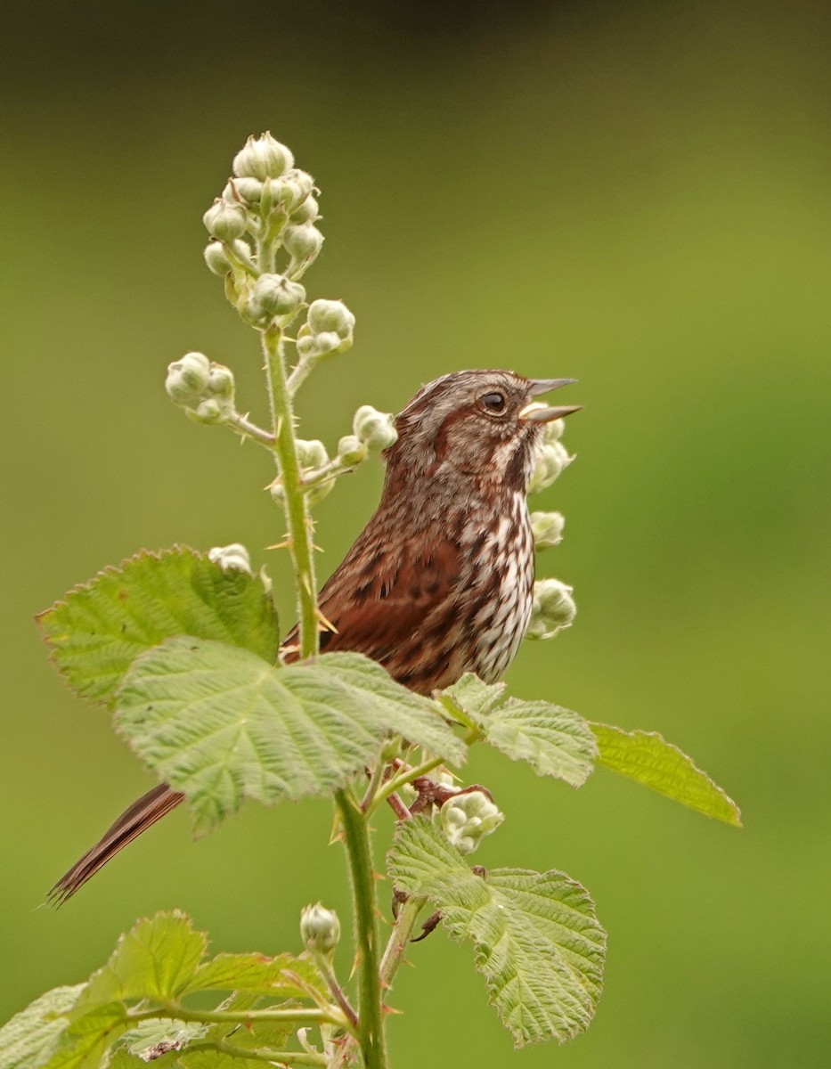 Song Sparrow - ML458121651