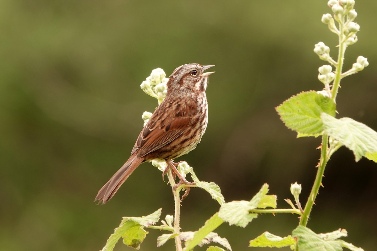 Song Sparrow - ML458121671