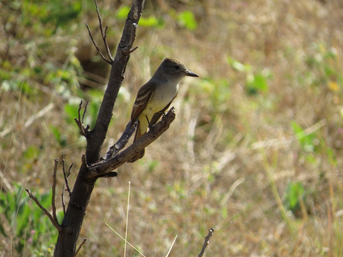 Brown-crested Flycatcher - ML45812171