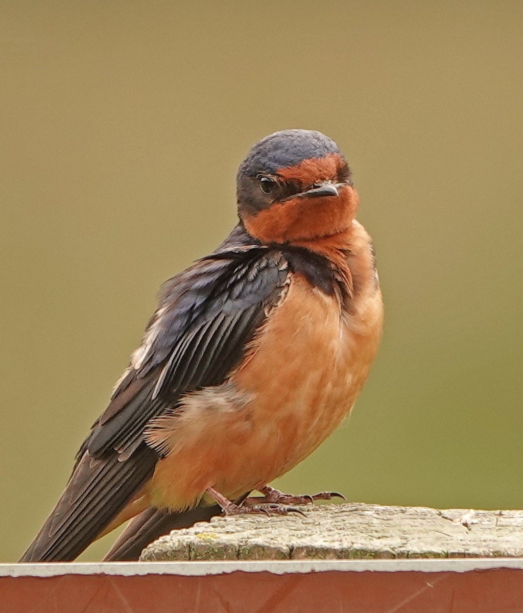Barn Swallow - ML458121901