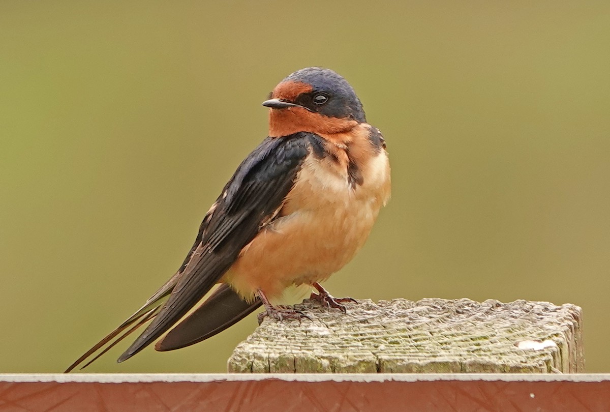 Barn Swallow - ML458121951