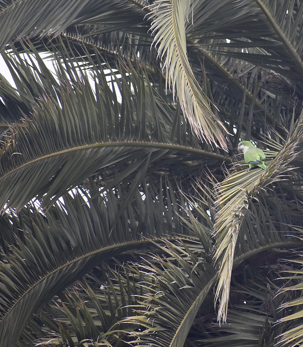 Monk Parakeet - Mehdi Sadak