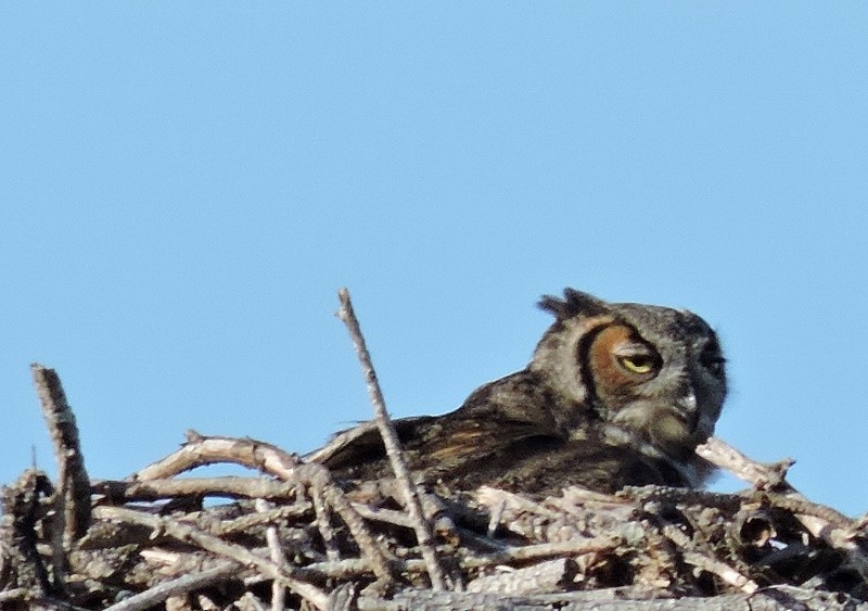 Great Horned Owl - ML45812321