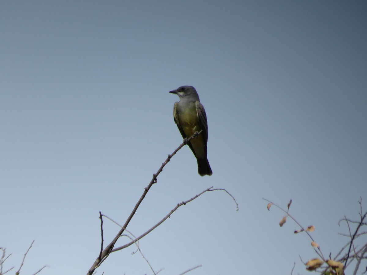 Cassin's Kingbird - ML45812481