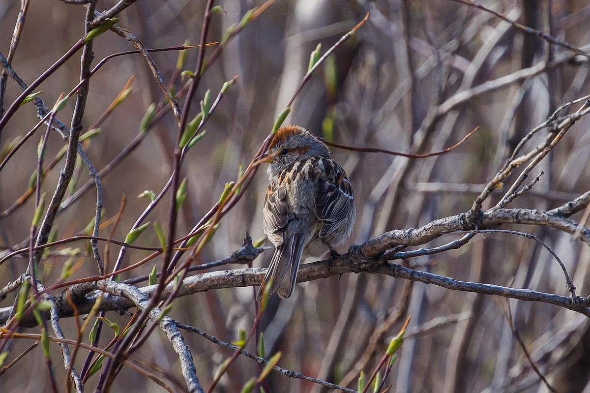 American Tree Sparrow - ML458125121