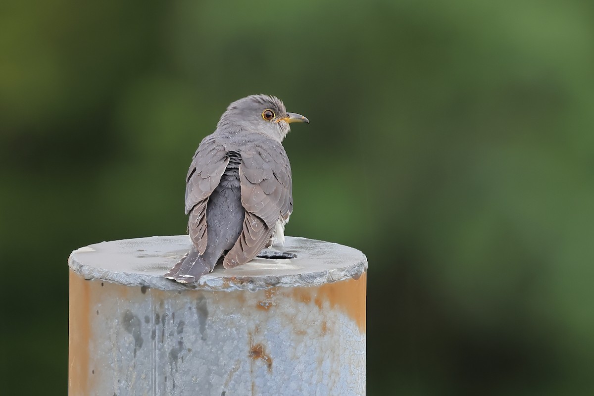 Lesser Cuckoo - ML458126281