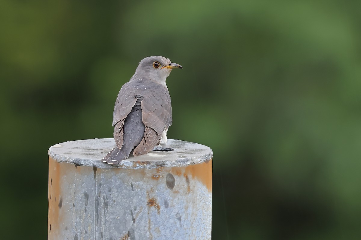 Lesser Cuckoo - ML458126291