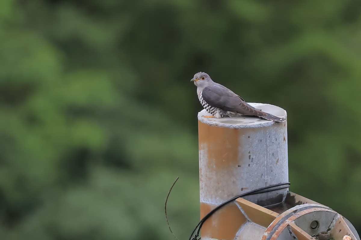 Lesser Cuckoo - ML458126481